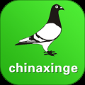 查鸽网APP20241128