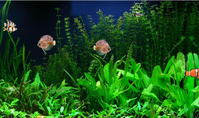 海底世界动态电脑屏保v3.22绿色版