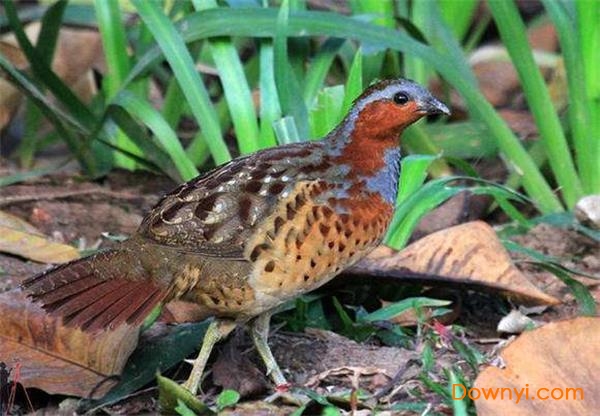 竹鸡叫声mp3 竹鸡叫声大全mp3