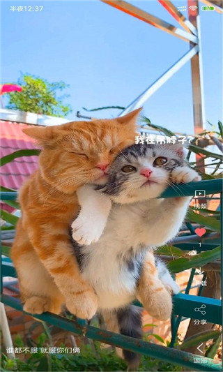 安果视频壁纸(手机视频壁纸软件) v3.4.3 安卓手机版