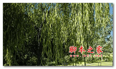 Botaniq Tree And Grass Library(Blender植物预设) V6.6.1 免费版