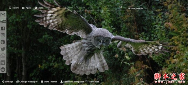 猫头鹰壁纸高清-新标签页 V1.30.27.31 扩展插件