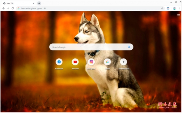 哈士奇狗 壁纸新标签页 v1.4.9.9 免费安装版 附安装说明
