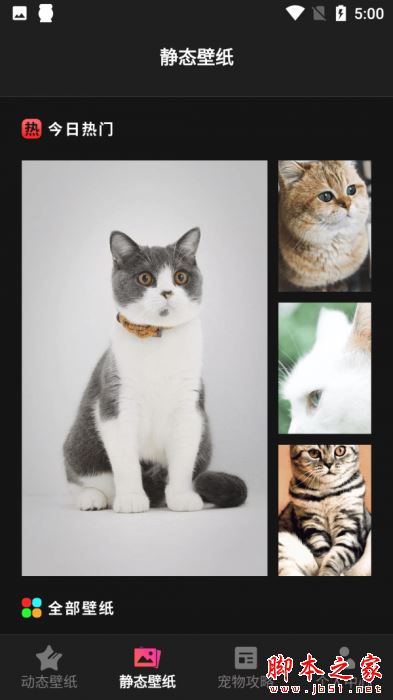 猫咪壁纸 for Android V1.1 安卓手机版