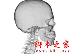 PS人体透视解剖构造图笔刷 免费版