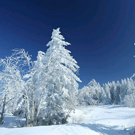 FreeClockIn(钉钉自动打卡插件) for Android v3.6 安卓手机版