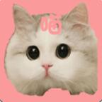 爱猫咪app(爱猫人士的首选) v1.0 安卓版