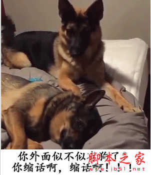 你是不是外面有狗了表情包 高清免费版